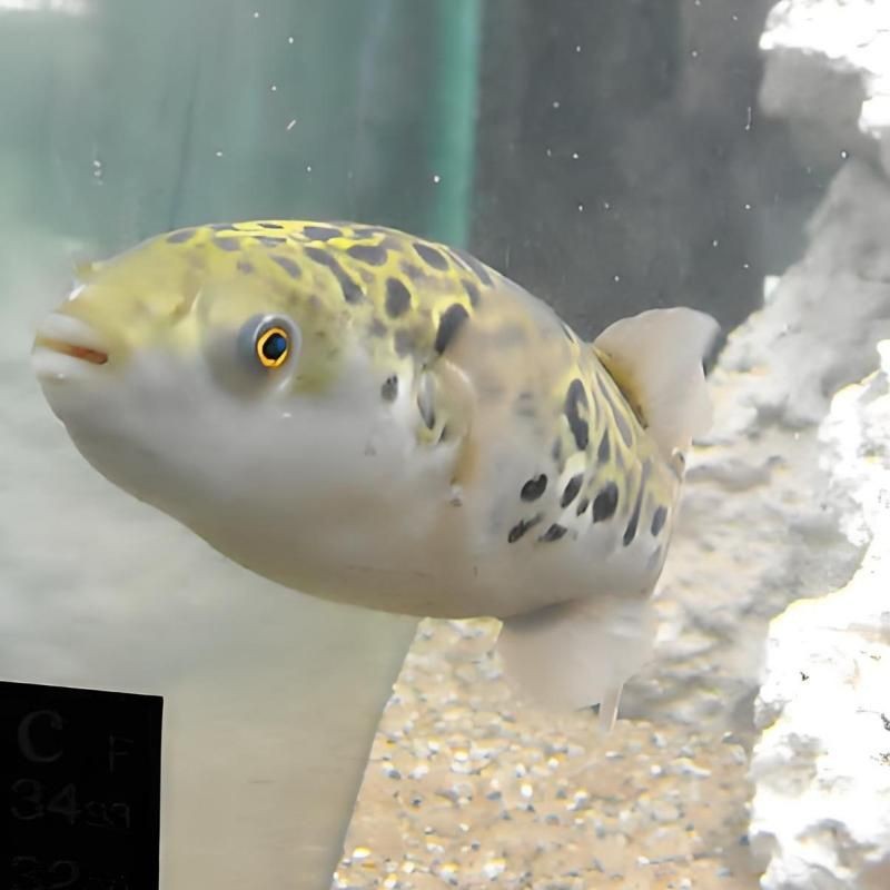 狗頭河豚是淡水還是海水