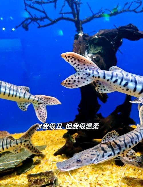 虎紋鴨嘴鯰圖片