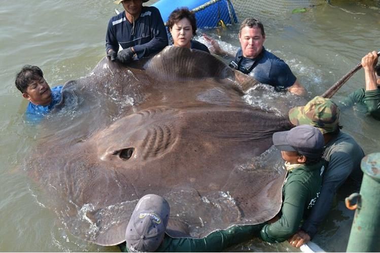 魟魚(yú)懷孕大肚子圖片