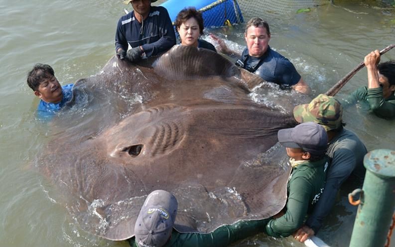 魟魚(yú)懷孕大肚子圖片