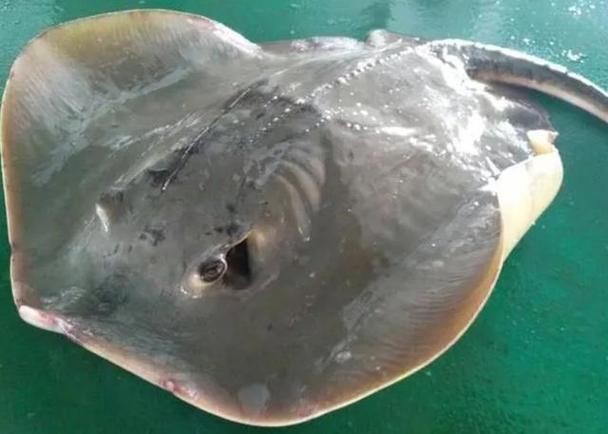 魟魚(yú)懷孕大肚子圖片