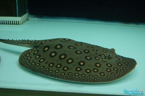 魟魚(yú)懷孕大肚子圖片