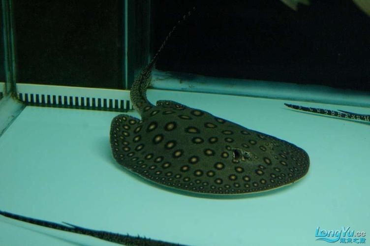 魟魚(yú)懷孕大肚子圖片
