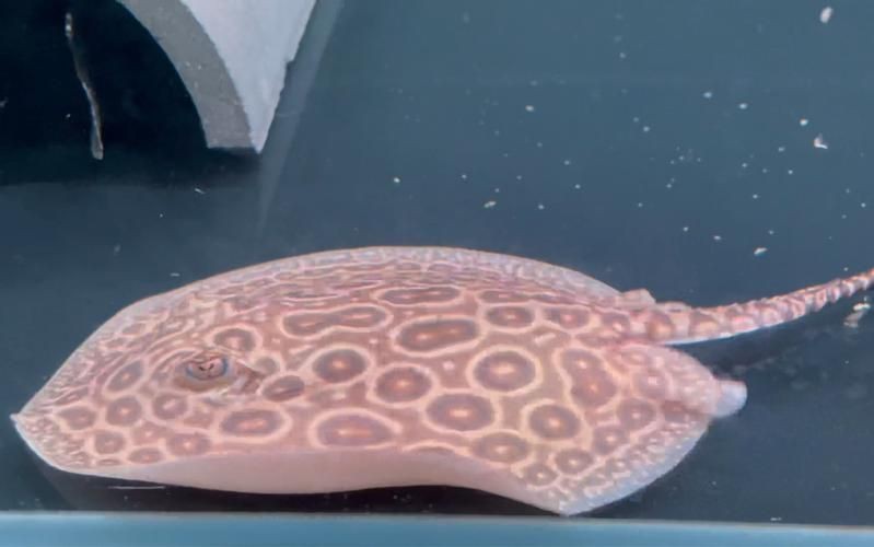 魟魚(yú)懷孕大肚子圖片