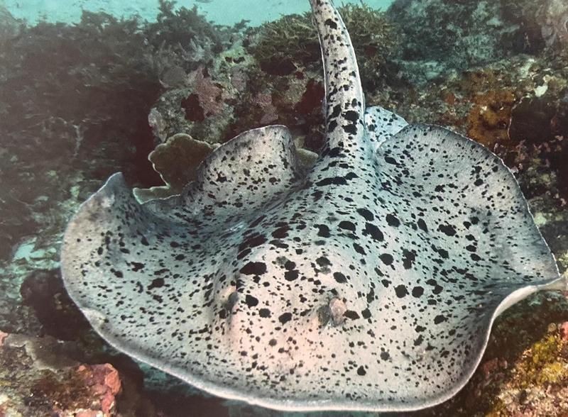 魟魚攻擊性有多強 魟魚攻擊性有多強 龍魚論壇 第5張