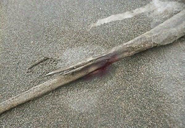 魟魚攻擊性有多強 魟魚攻擊性有多強 龍魚論壇 第9張