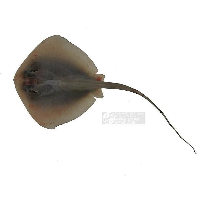 魟魚攻擊性有多強 魟魚攻擊性有多強 龍魚論壇 第11張