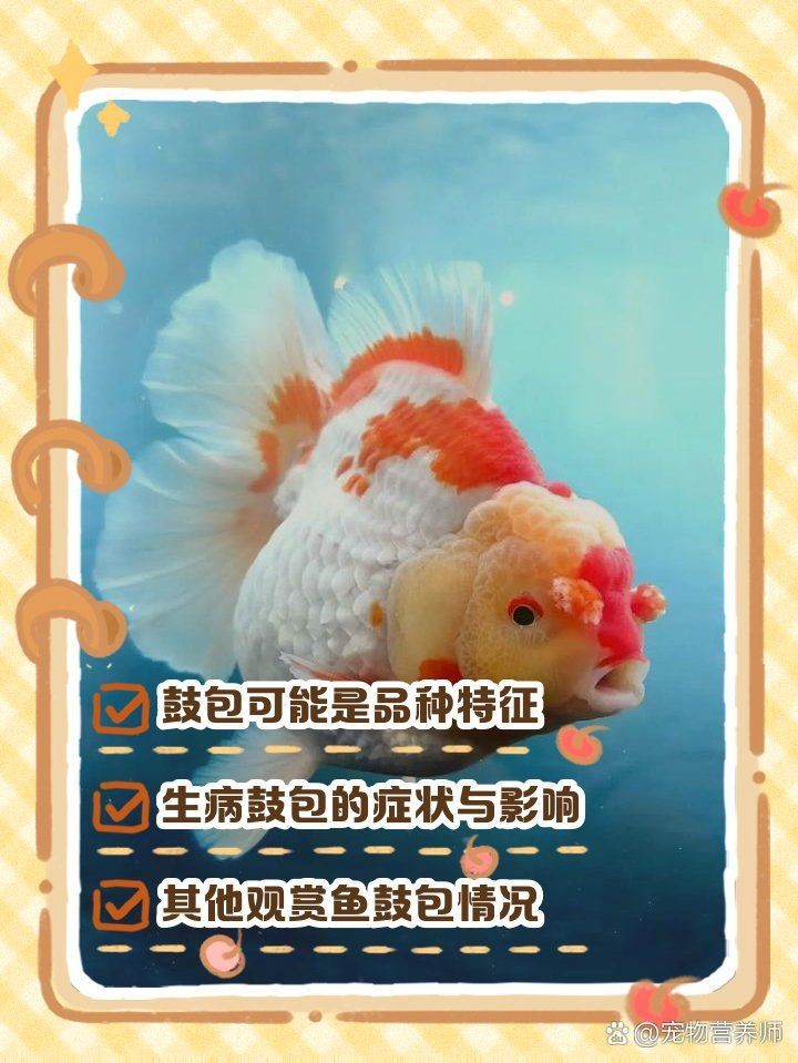 紅色頭上有個大包的魚