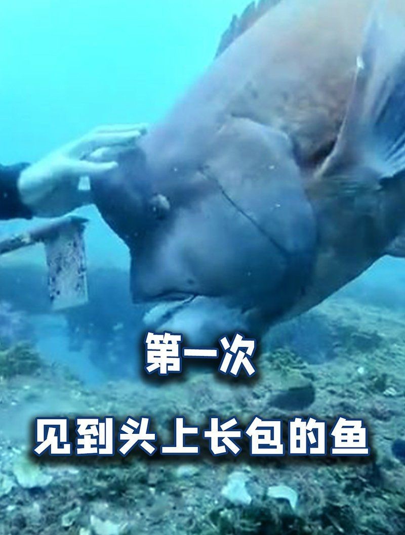 紅色頭上有個大包的魚