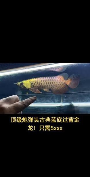 能給出幾張古典過背藍(lán)底金龍的圖片嗎？