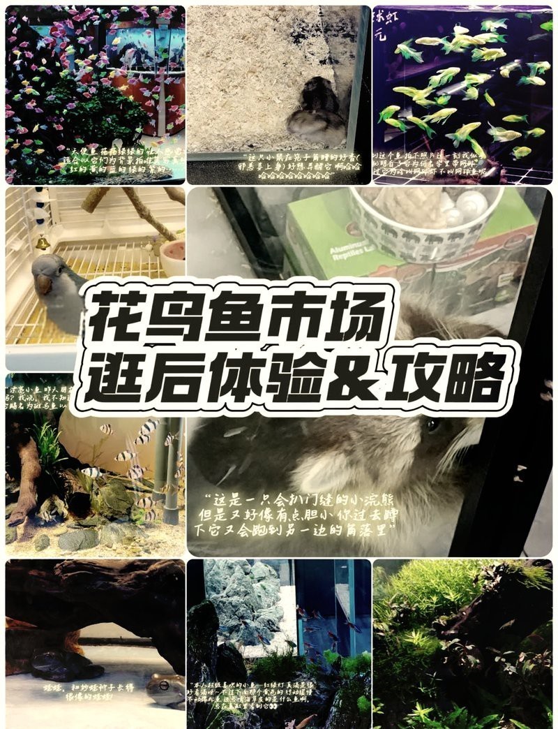 附近賣(mài)觀賞魚(yú)的地方