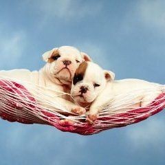 狗頭魚死了會把整缸魚毒死嗎