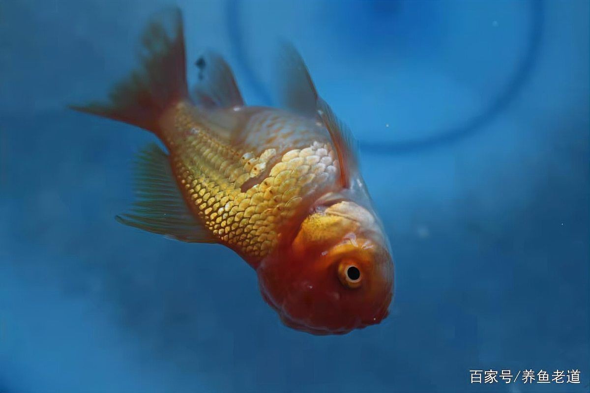 狗頭魚死了會把整缸魚毒死嗎