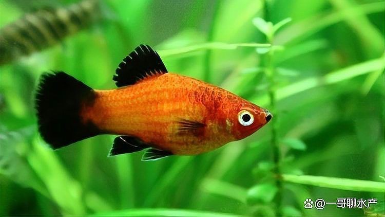 狗頭魚死了會把整缸魚毒死嗎