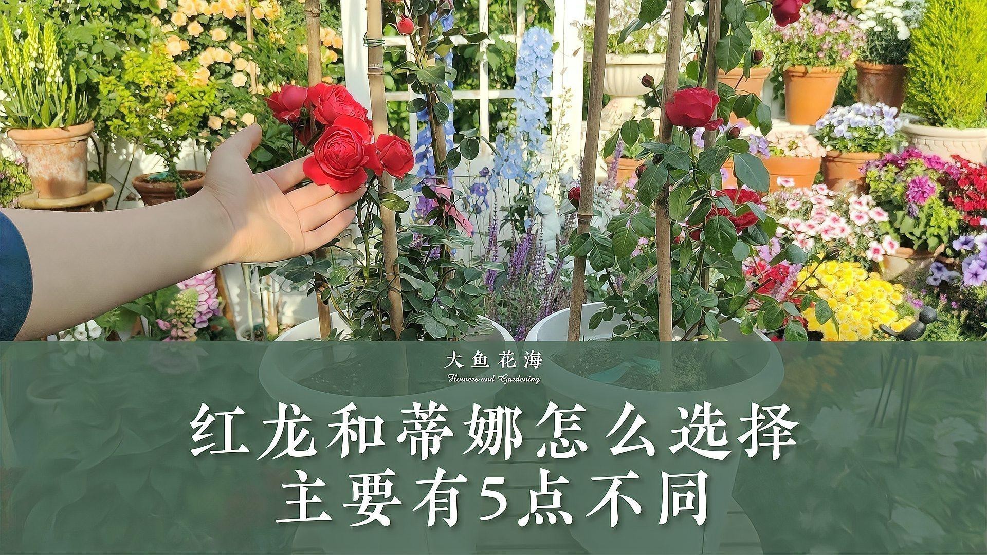 紅龍和蒂娜哪種好看