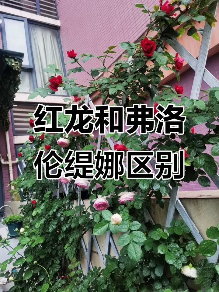 紅龍和蒂娜哪種好看