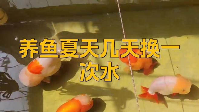 夏天魚缸幾天換一次水最好 夏天魚缸幾天換一次水最好 龍魚論壇 第1張