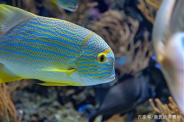 龍魚(yú)體型塑造需要多長(zhǎng)時(shí)間？