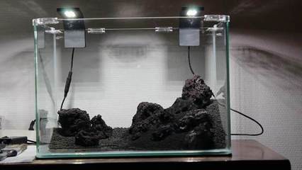 白化銀龍魚和黃化銀龍魚的區別是什么呢(白化銀龍魚和黃化銀龍魚的區別是什么呢)