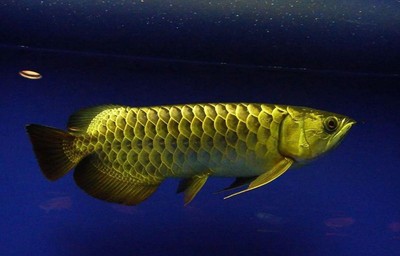 圖木舒克市小魚兒漁具店