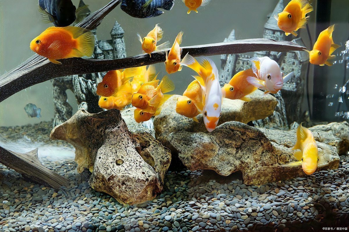 雙線魚為什么總是死掉