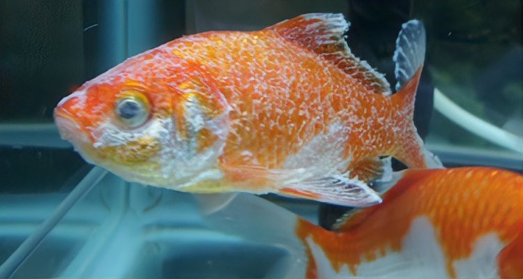 雙線魚為什么總是死掉