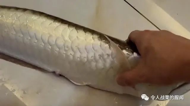 男子三年前買了一條銀龍魚，結果水泵出問題，網友：這也行，男子三年前買了一條小銀龍魚，因水泵出了問題，竟然掛了