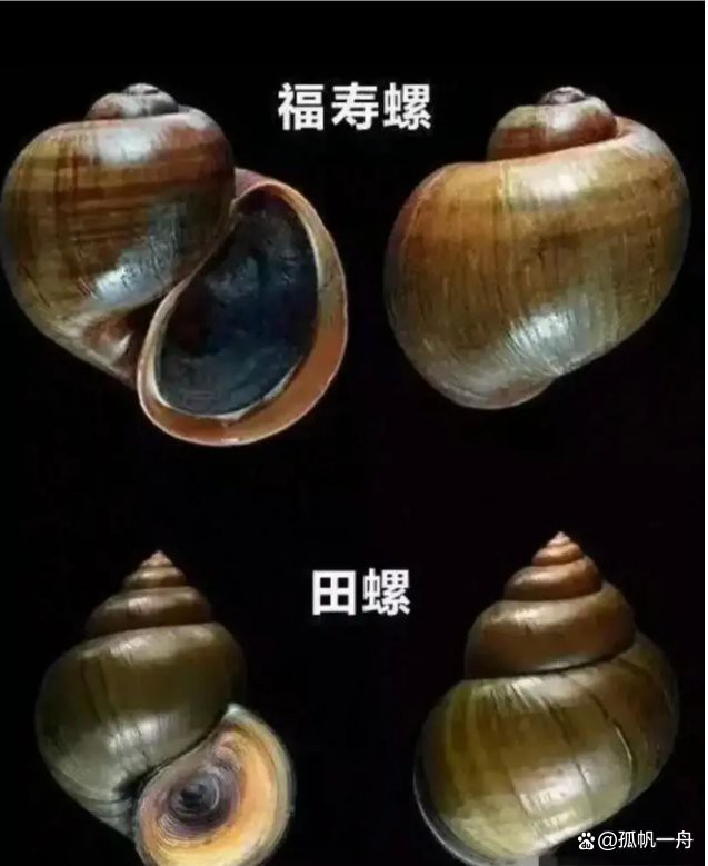 福壽螺名字的由來和寓意