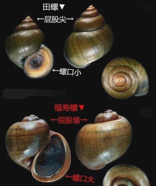 福壽螺名字的由來和寓意