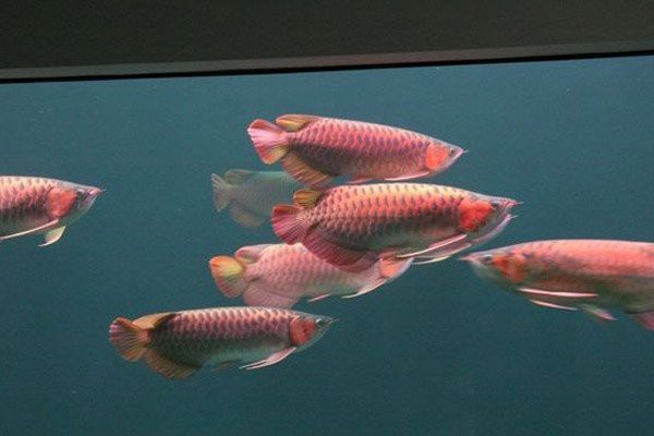 40厘米的紅龍能配什么魚