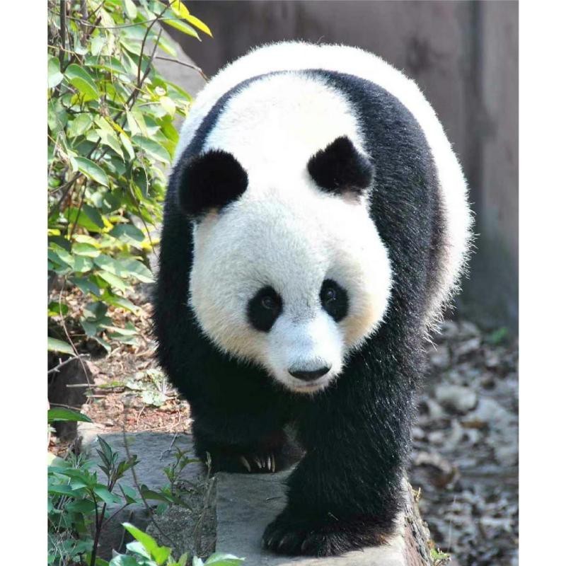 能再詳細(xì)介紹一個(gè)龍龍的視頻嗎？