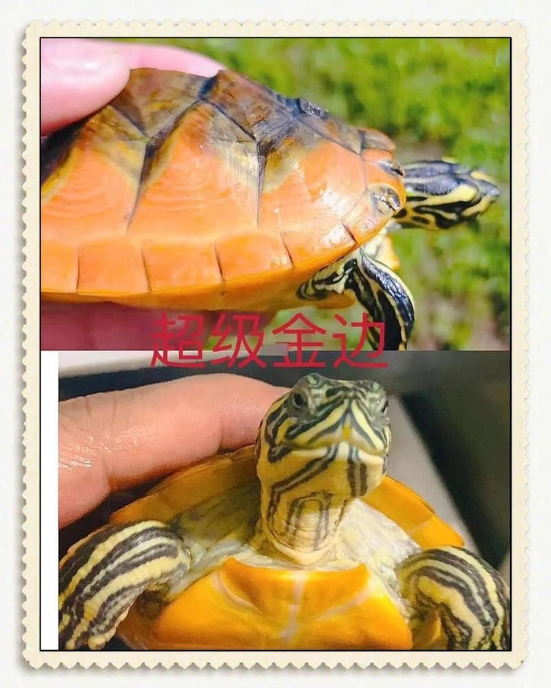 火焰龜最貴三個顏色