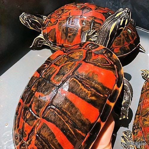 火焰龜最貴三個顏色