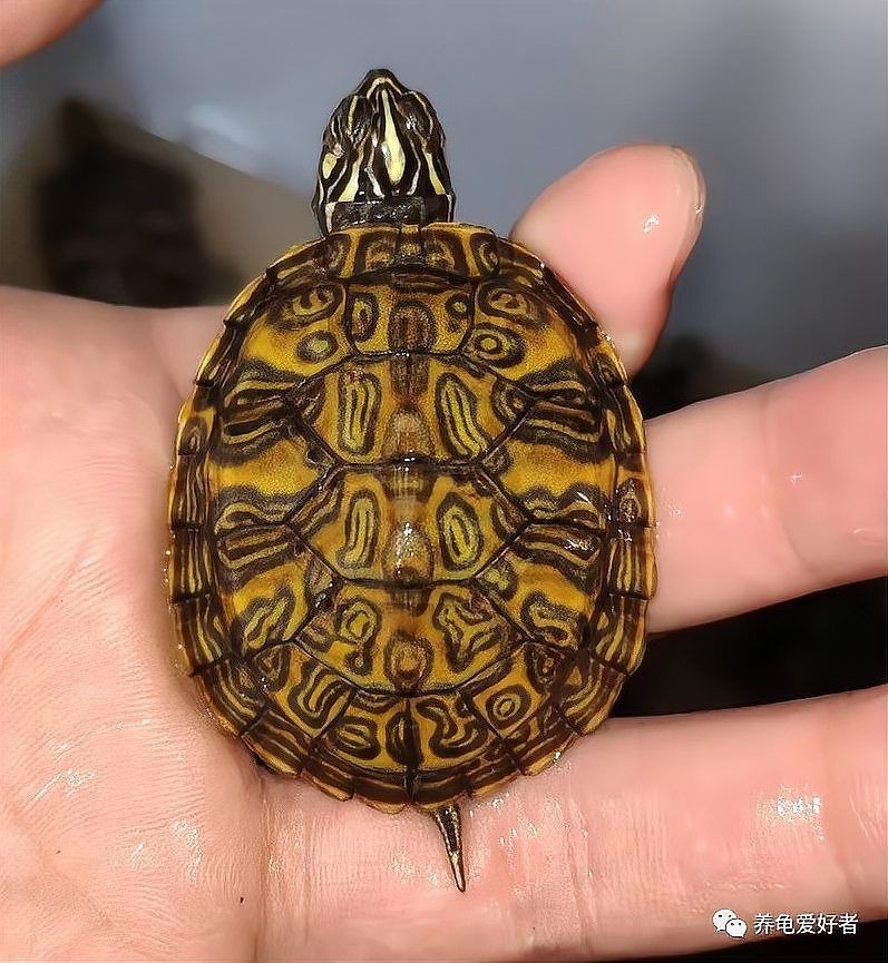 火焰龜最貴三個顏色