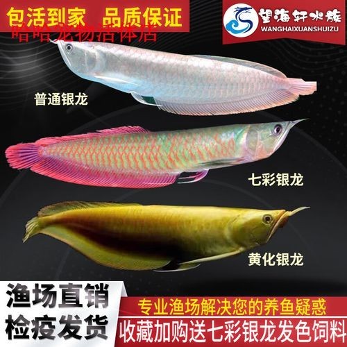 銀龍魚苗吃什么長得快