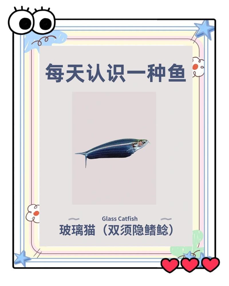 玻璃貓和龍須貓的區(qū)別