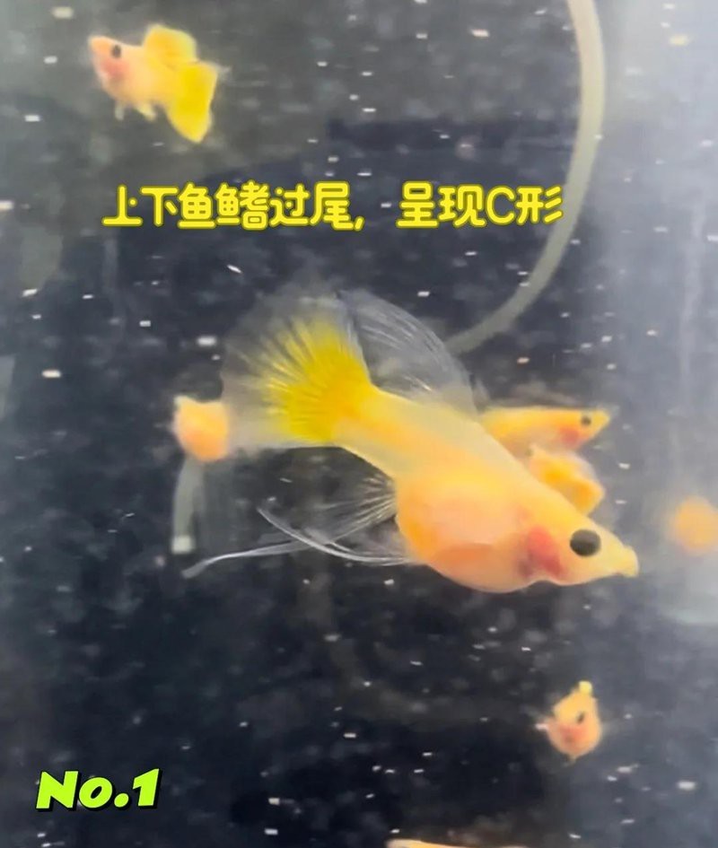 玻璃貓和龍須貓的區(qū)別