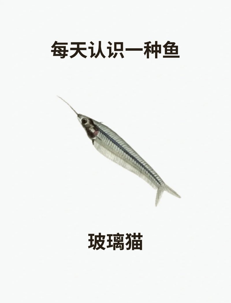 玻璃貓和龍須貓的區(qū)別