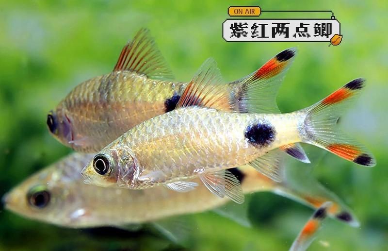 紅線黑影道人公母最簡單區分
