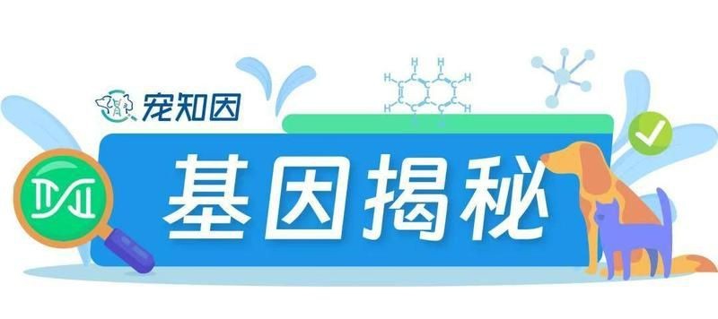 紅線黑影道人公母最簡單區分