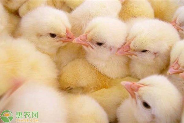 紅線黑影道人公母最簡單區分