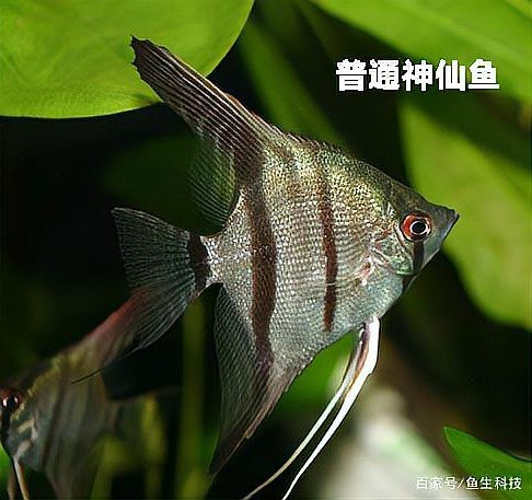 十大最好養的神仙魚