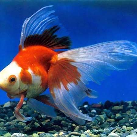 雙線魚一年能長多少