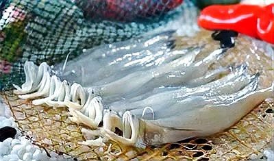 龍頭魚身是什么動物
