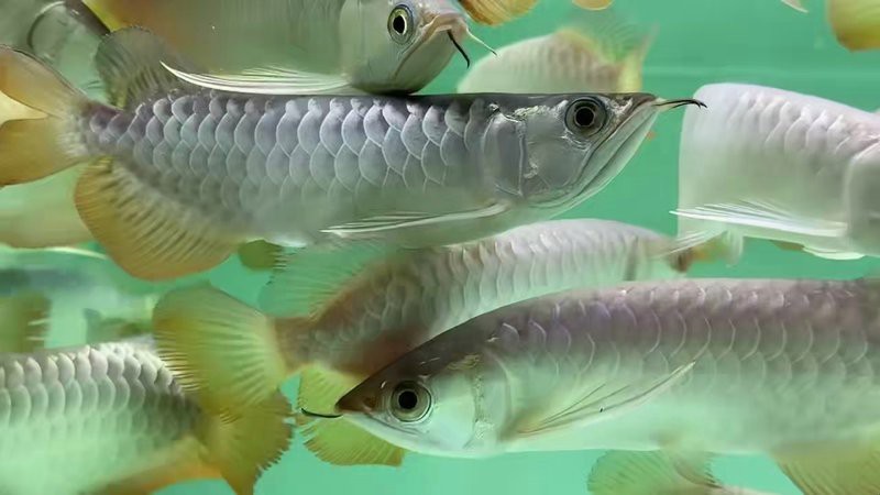 雷龍魚適應期需要喂食嗎，雷龍魚適應期一般多久？ 雷龍魚適應期需要喂食嗎，雷龍魚適應期一般多久？ 龍魚百科 第1張
