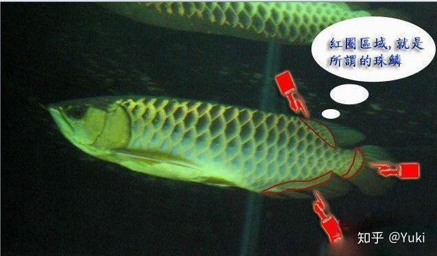 金龍魚B過和A過價格差異大嗎？