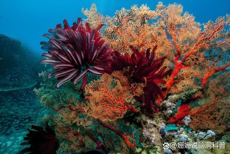 龍魚背景圖片大全大圖可愛的