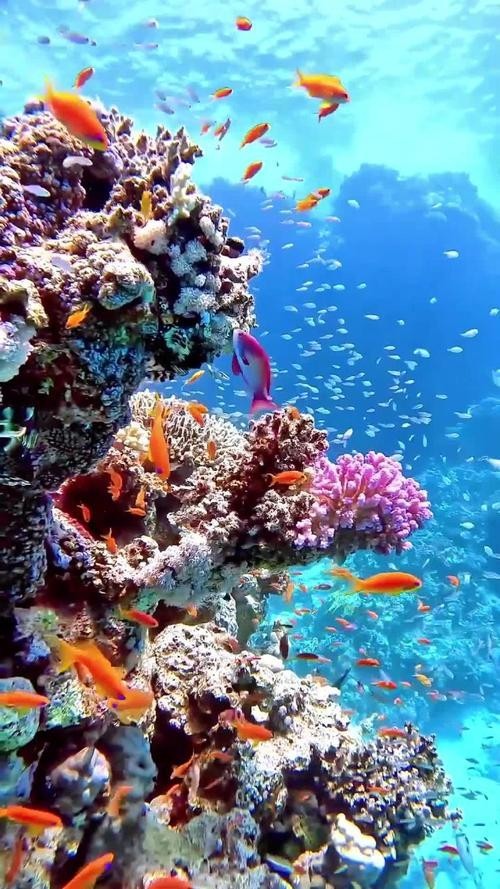 龍魚背景圖片大全大圖可愛的