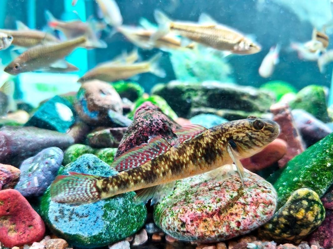 龍魚背景圖片大全大圖可愛的