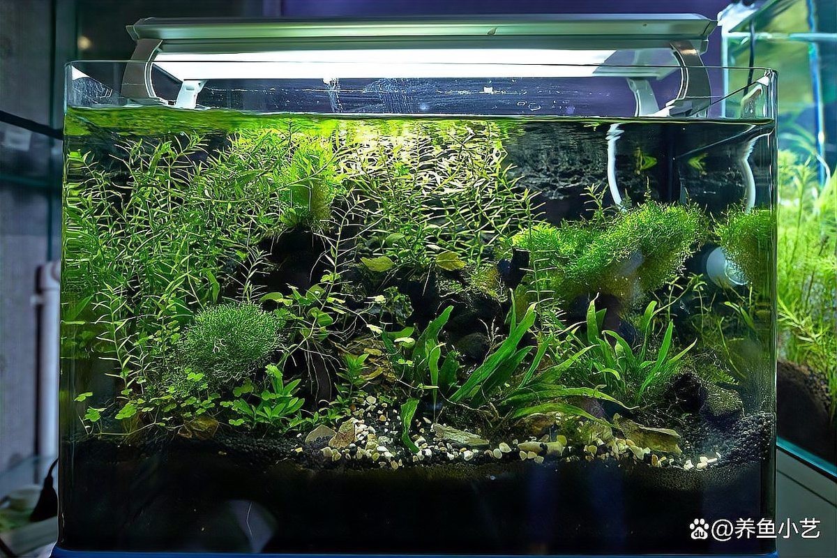 金龍魚缸里放什么硬景觀好？